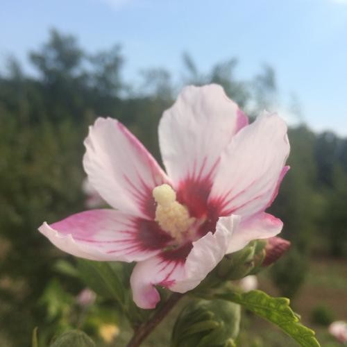 Hibiscus syriacus, Szíriai mályvacserje