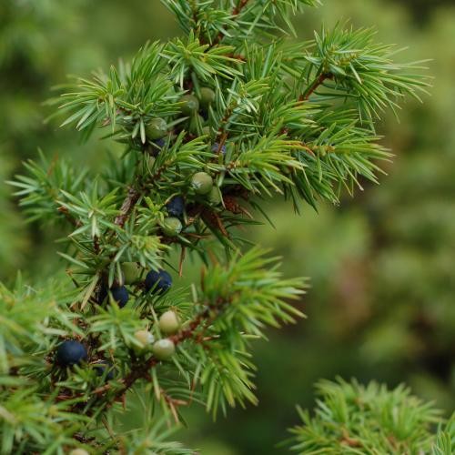 Juniperus communis, Boróka