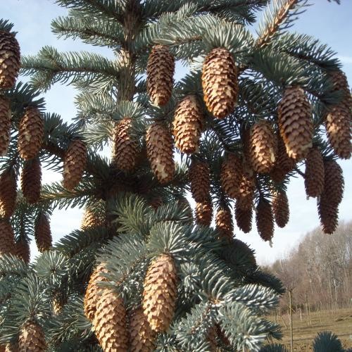 Picea pungens 'Glauca Koster', Karcsú ezüst fenyő