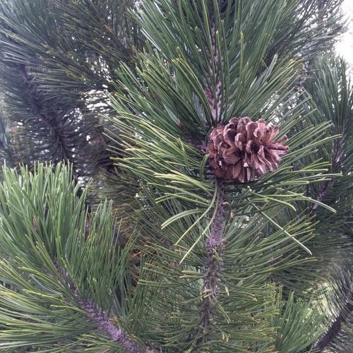 Pinus leucodermis, Páncélfenyő