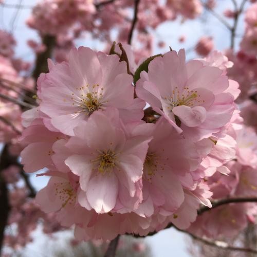 Prunus sargentii 'Accolade', Rózsaszín dupla virágú díszcseresznye