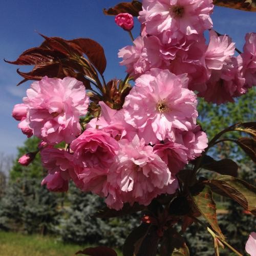 Prunus serrulata 'Kanzan', Dupla rózsaszín virágú szahalini díszcseresznye