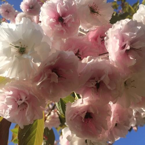 Prunus serrulata 'Shirofugen', Dupla világos rózsaszínű szahalini díszcseresznye