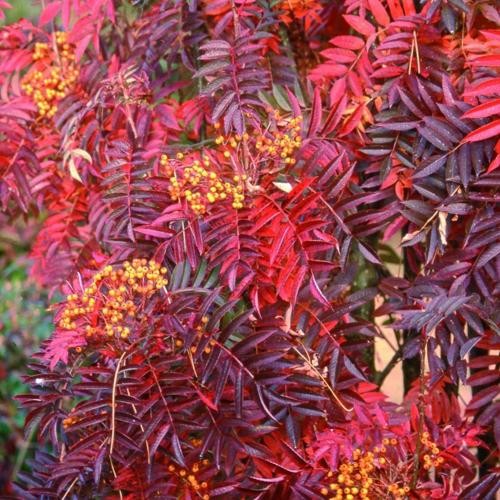 Sorbus aucuparia 'Autumn Spire', ősszel vöröslő madárberkenye