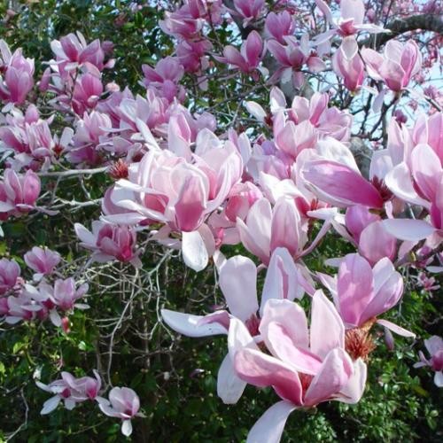 Magnolia soulangiana 'Alexandrina', Világos rózsaszín nagyvirágú liliomfa