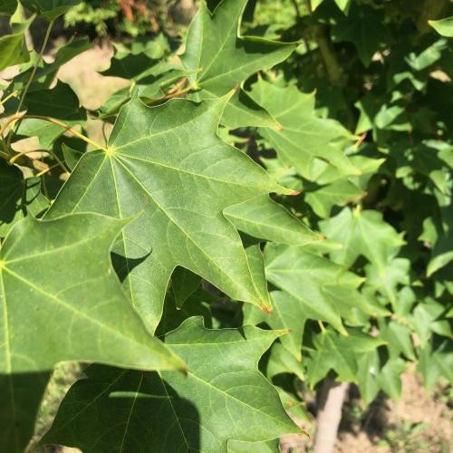 Acer cappadocicum 'Rubrum',  Kolchischer Blut-Ahorn