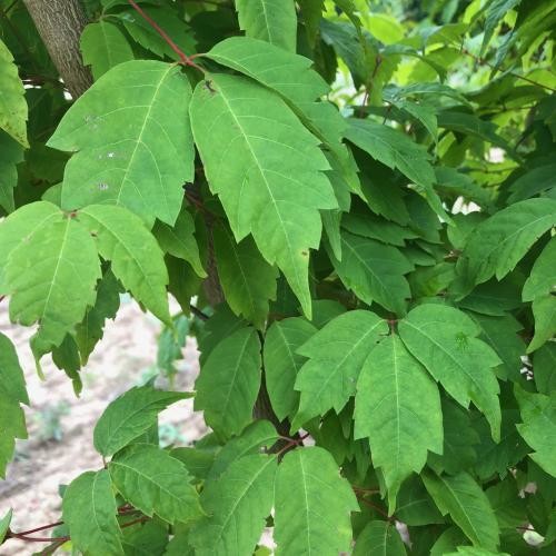Acer cissifolium, Vadszőlőlevelű juhar