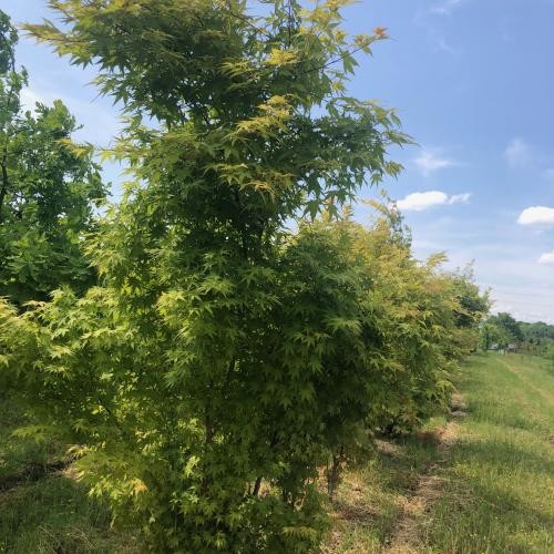 Acer palmatum, Japanischer-Ahorn