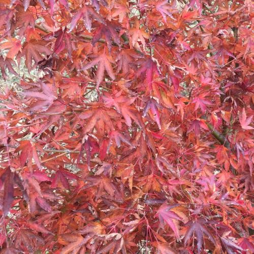 Acer palmatum, Japán juhar