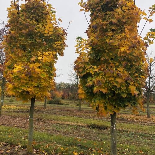 Acer platanoides 'Olmsted', Oszlopos juhar