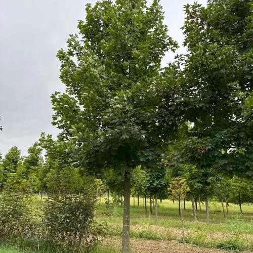 Acer pseudoplatanus, Berg-Ahorn