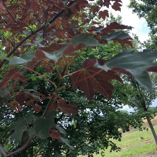 Acer pseudoplatanus ‘Spaethii’, Hegyi juhar