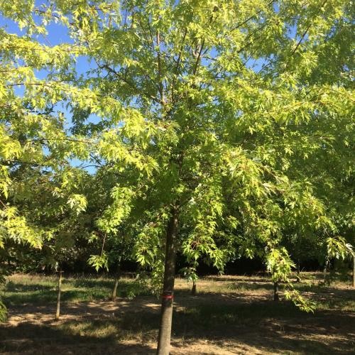 Acer saccharinum, Ezüst juhar
