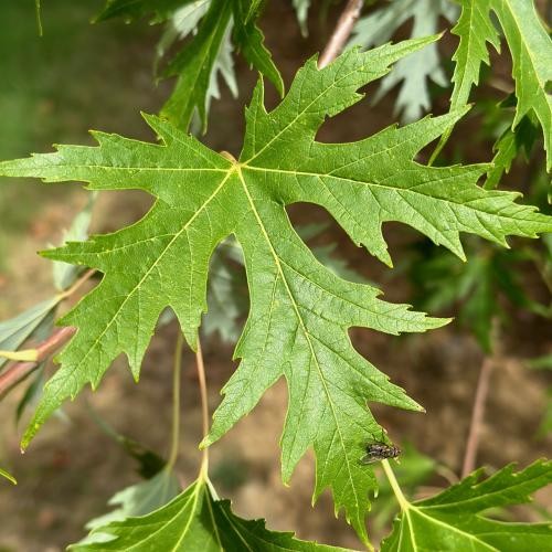 Acer saccharinum 'Laciniata Wierii', Geschlitztbl ättriger Silber-Ahorn