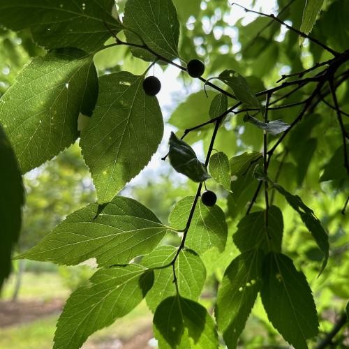 Celtis occidentalis, Amerikanischer Zürgelbaum