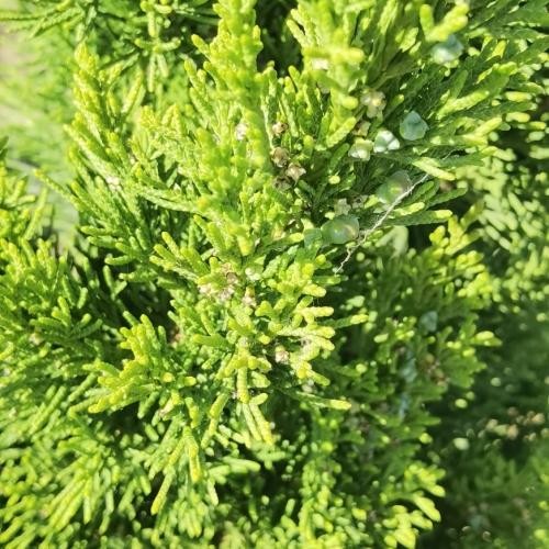 Juniperus chinensis 'Keteleeri', Kínai jegenyeboróka