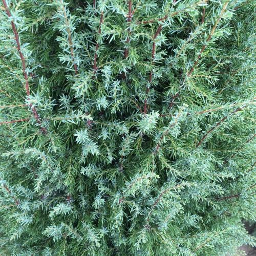 Juniperus communis 'Suecica', Oszlopos boróka