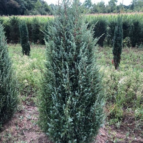 Juniperus communis 'Suecica', Karcsú oszlopos boróka