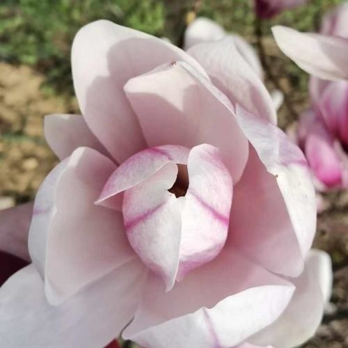 Magnolia x soulangiana 'Alexandrina', Világos rózsaszín nagyvirágú liliomfa