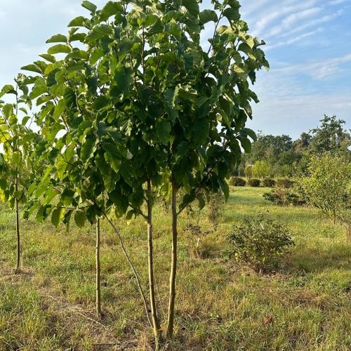 Magnolia acuminata, Gurkenmagnolia