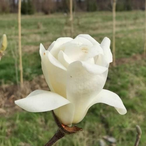 Magnolia denudata 'Double Diamond', Fehér virágú Jülan liliomfa