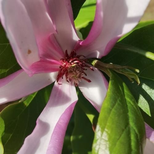 Magnolia 'Genie', Bíborpiros virágú liliomfa