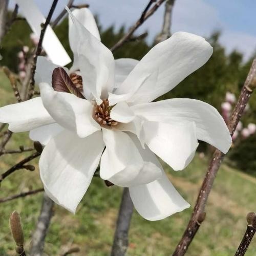 Magnolia stellata,