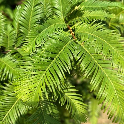 Metasequoia glyptostroboides, Urweltmammutbaum