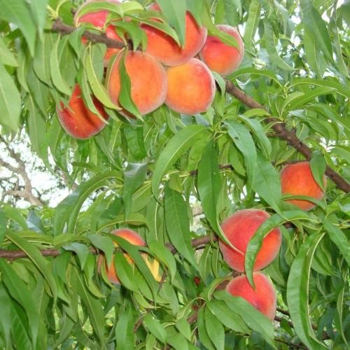 Pfirsichbäume mit Erdballen