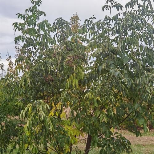 Phellodendron amurense, Amur-Korkbaum