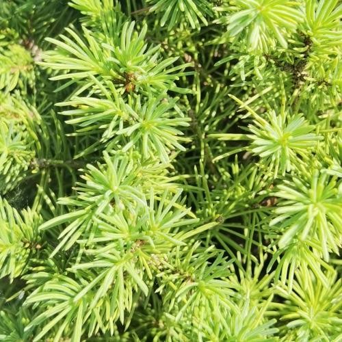 Picea glauca 'Conica', Cukorsüvegfenyő
