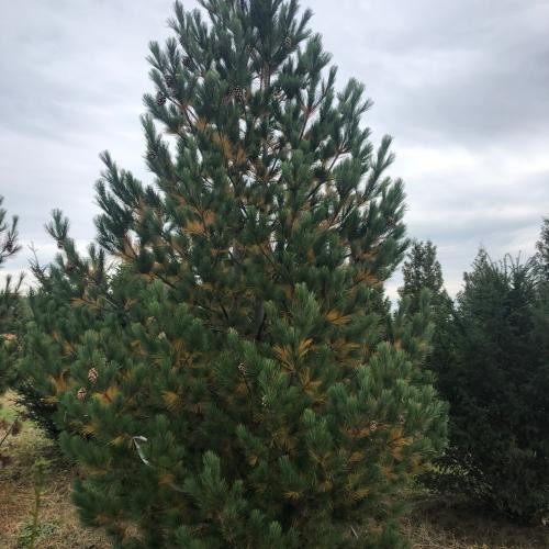 Pinus cembra , Havasi cirbolyafenyő