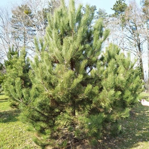 Pinus nigra, Fekete fenyő