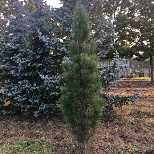 Pinus nigra 'Fastigiata' , Oszlopos fekete fenyő