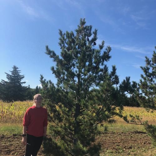 Pinus peuce, Balkáni selyemfenyő