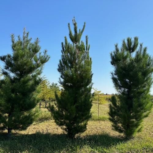 Pinus radiata, Monterey-Kiefer