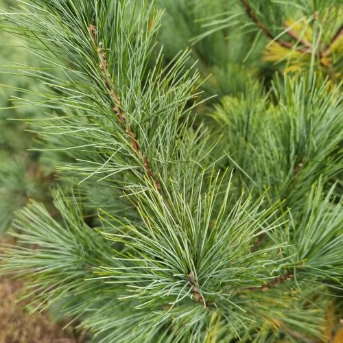 Pinus strobus, Weymouths-Kiefer