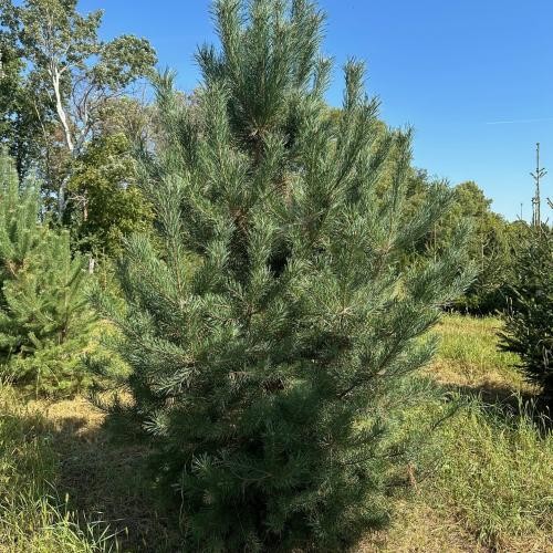 Pinus sylvestris, Gewöhnliche Kiefer