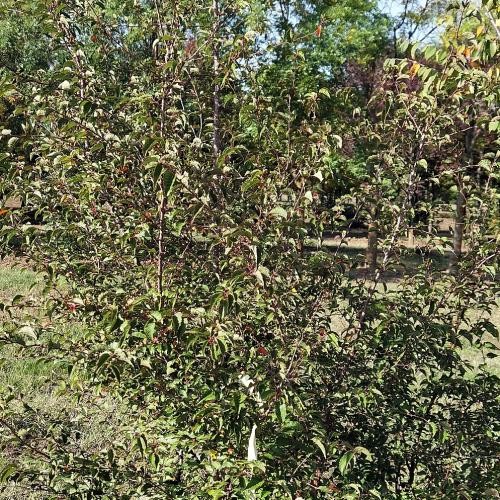 Prunus subhirtella 'Hally Jolivette', Kis méretű, bokros díszcseresznye, fehéres virágú