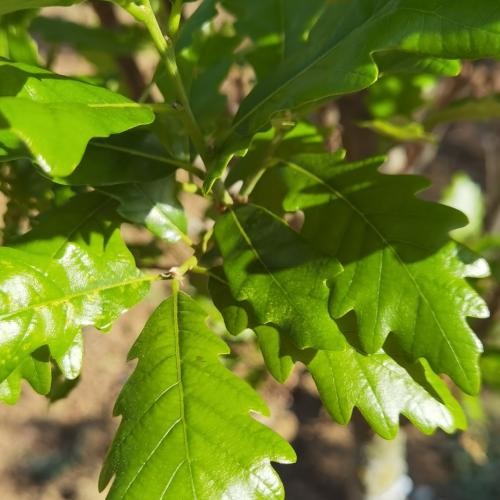 Quercus bicolor 'Regal Prince', Zweifarbige-Eiche 'Regal Prince'