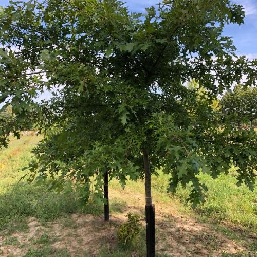 Quercus palustris, Sumpf-Eiche
