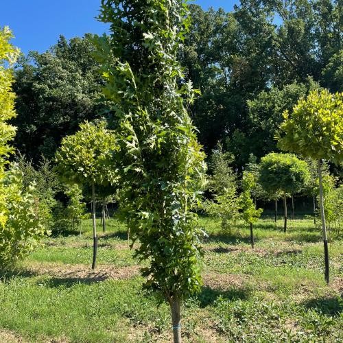 Quercus palustris 'Green Pillar', Oszlopos mocsári tölgy