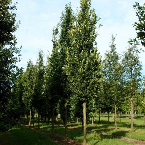 Quercus robur 'Fastigiata', Oszlopos tölgy