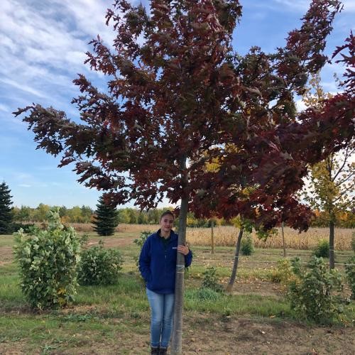 Quercus rubra, Amerikai vörös tölgy
