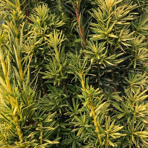 Taxus baccata 'Fastigiata Aurea', Sárga oszlopos tiszafa